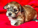 freya 2026 4wks redd.jpg