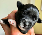 Hanna 1wk puppies green boy.jpg
