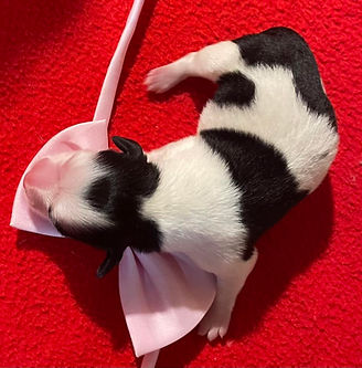 MooDonna newborn pink g.jpg