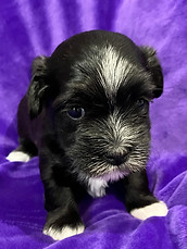 Freya 2025 4 weeks Purp.jpg