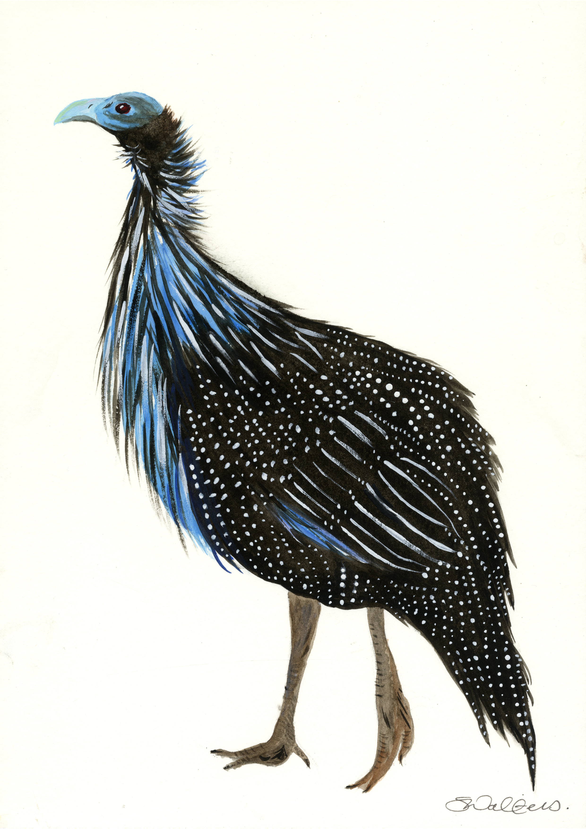 East African Guinea Fowl