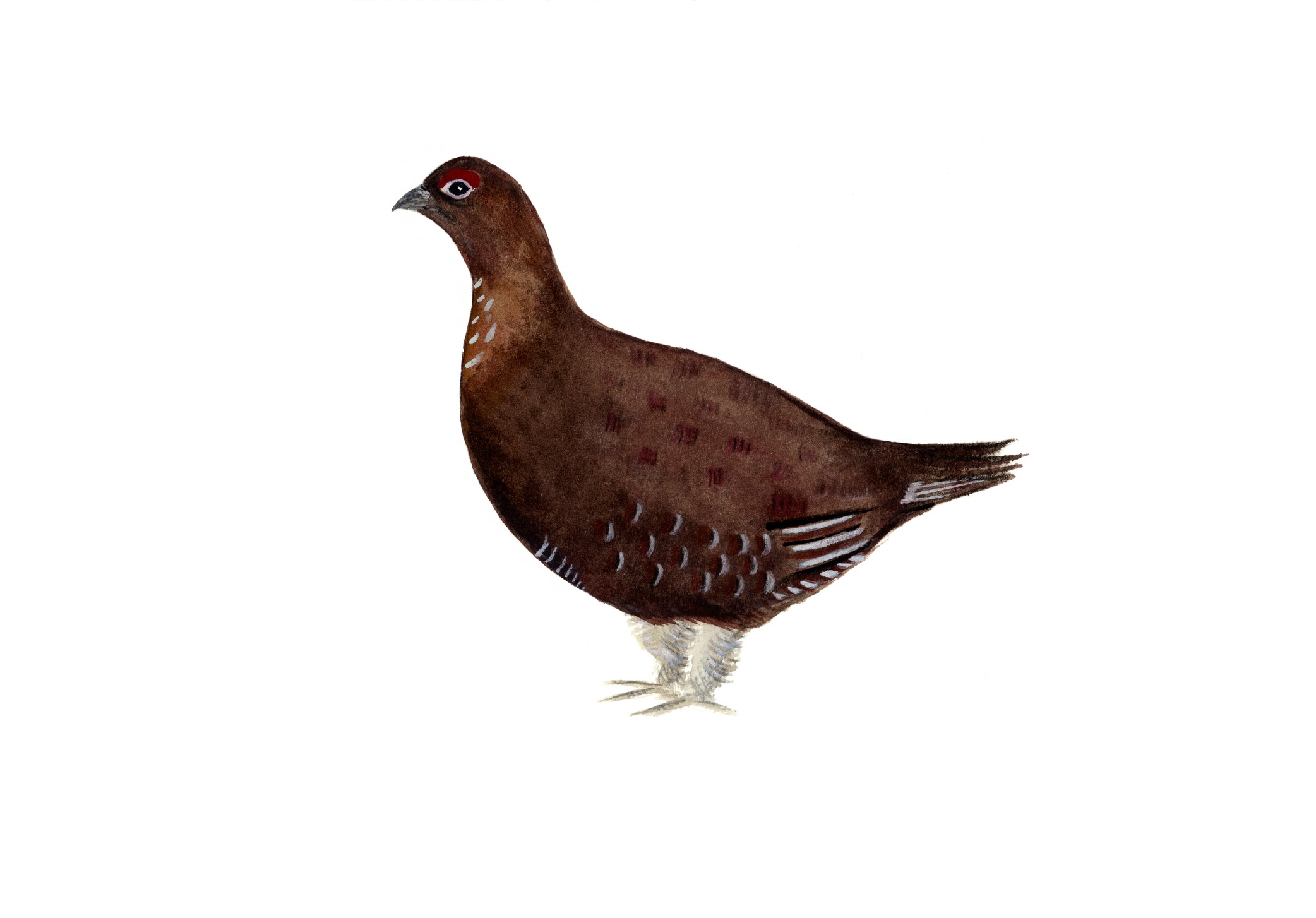 Grouse