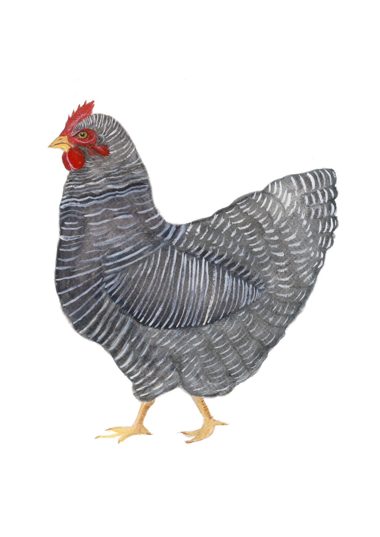 Hen