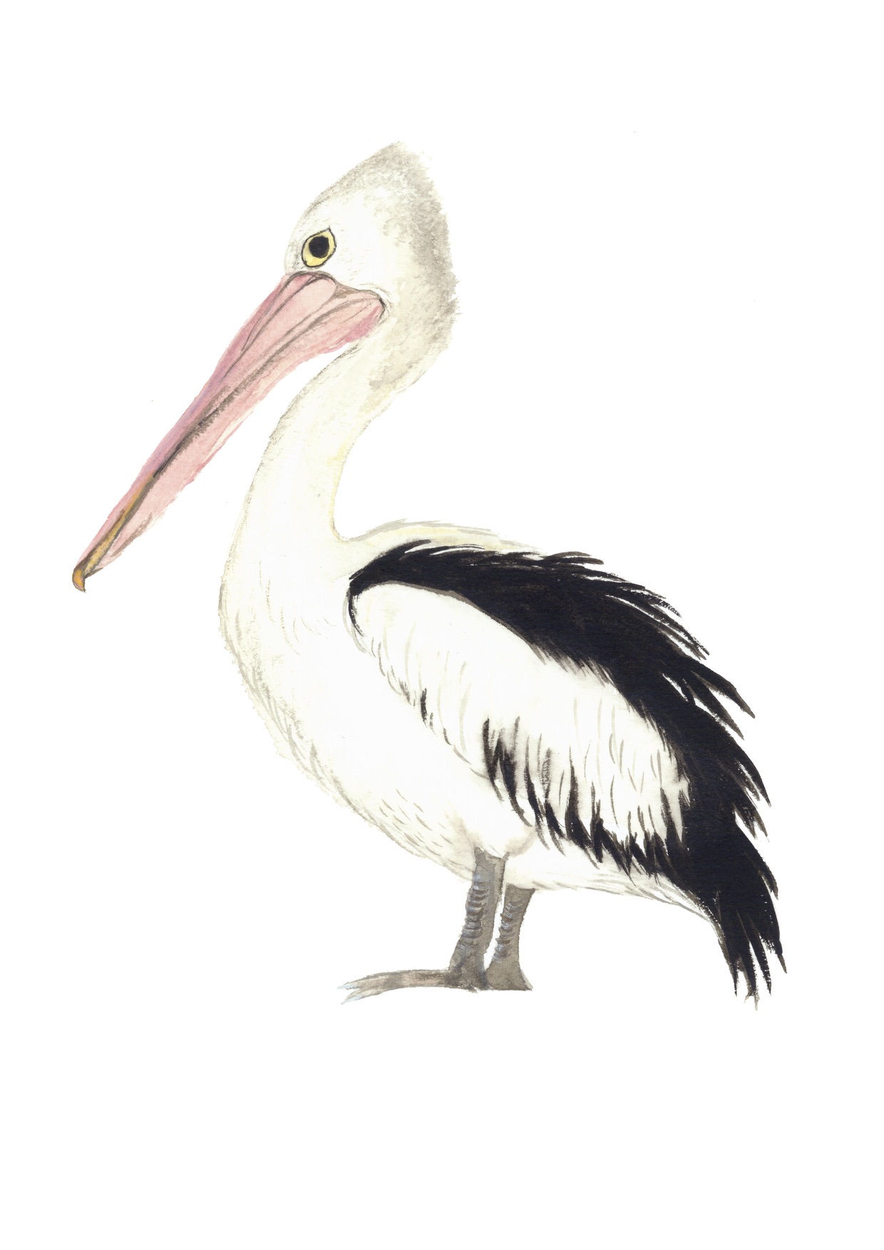 Pelican