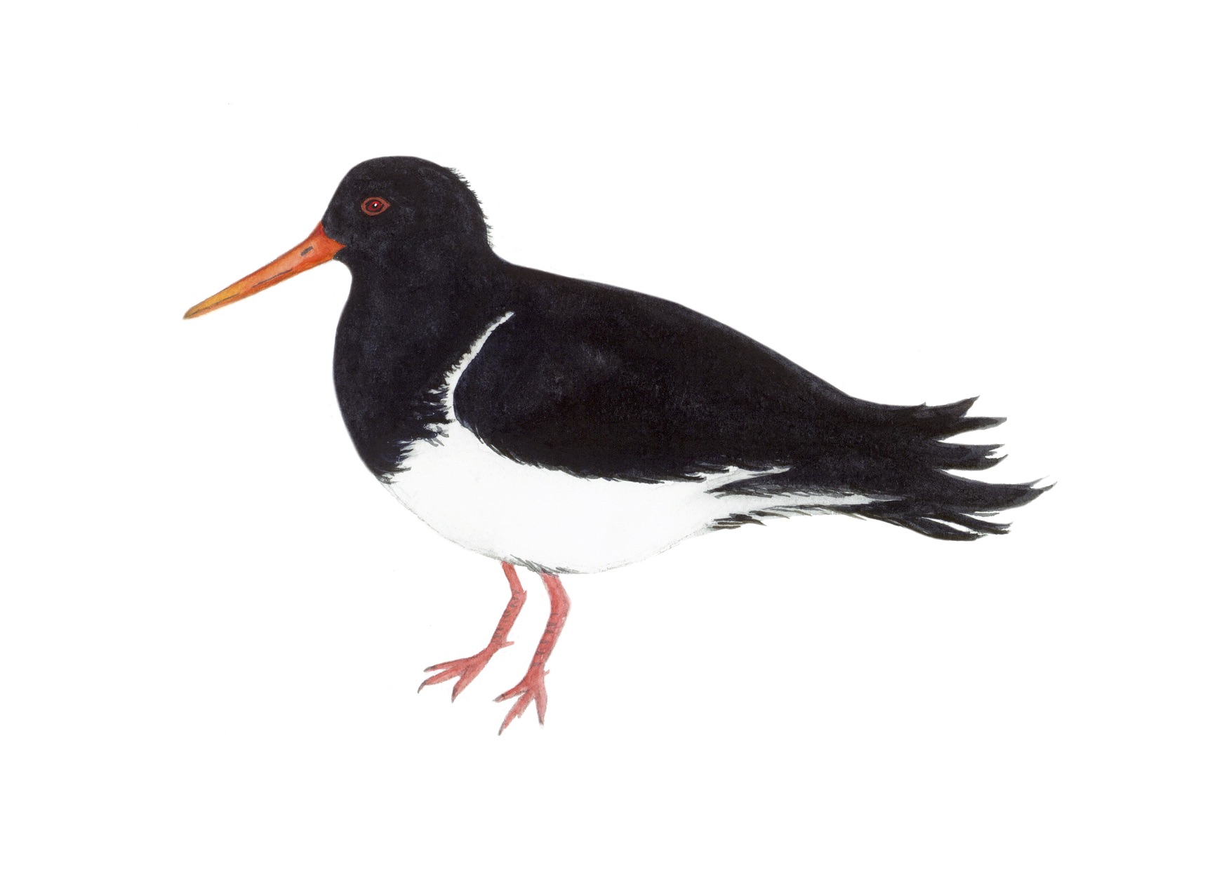 Oyster Catcher