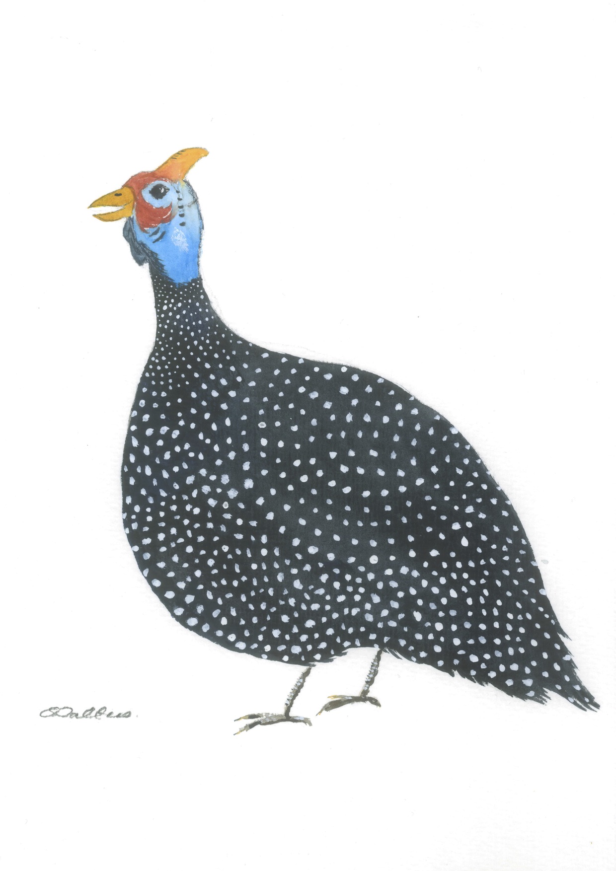 Guinea Fowl