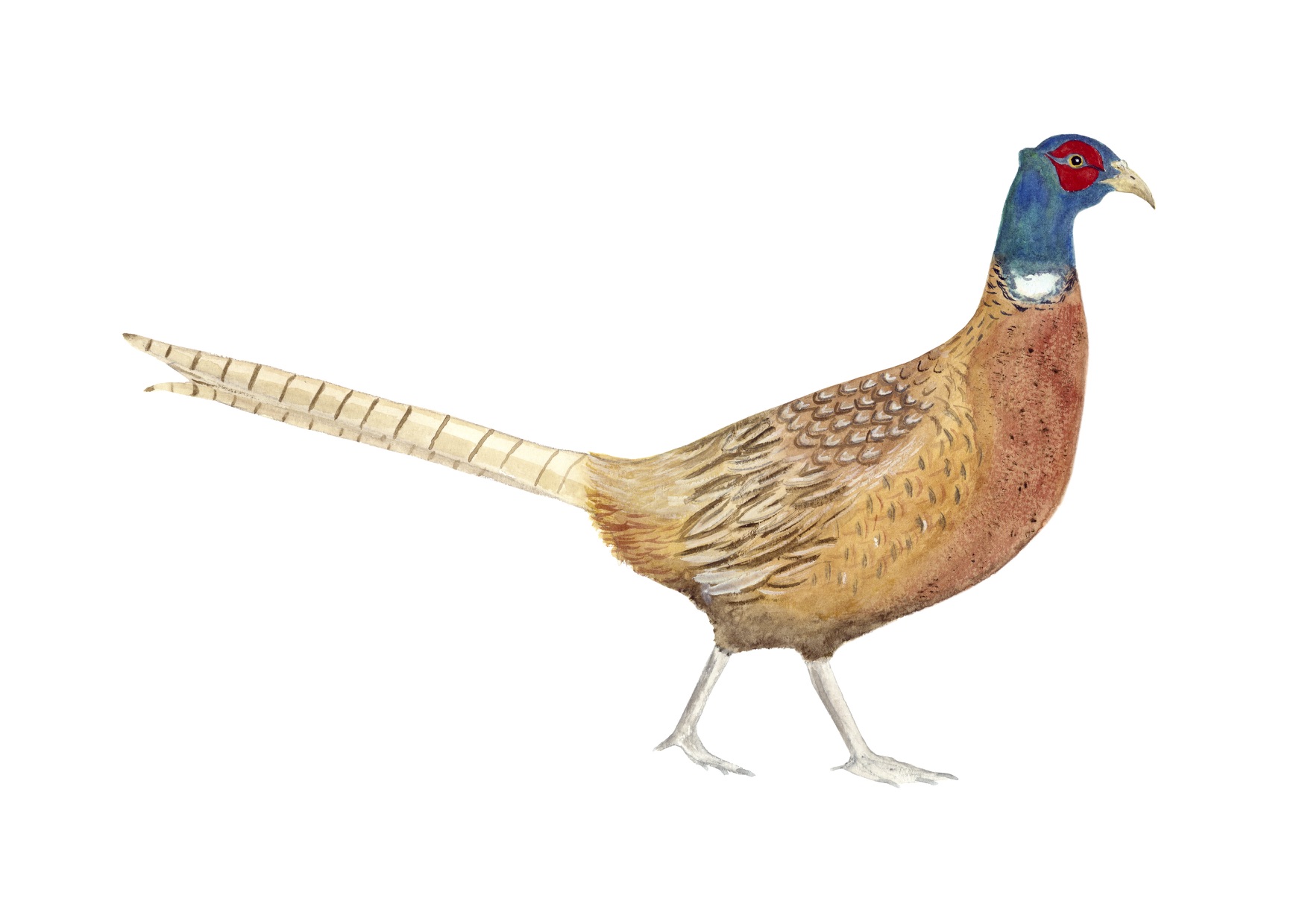 Pheasant