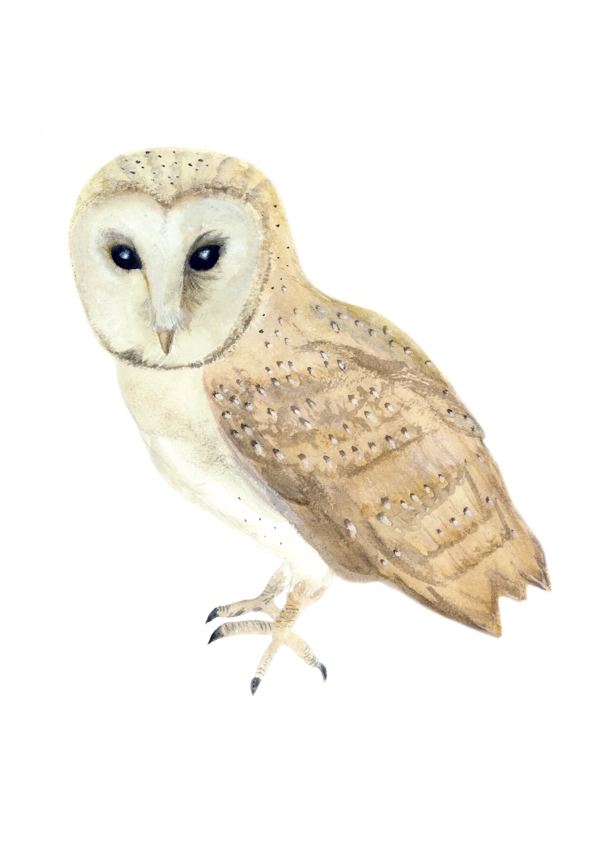 Owl