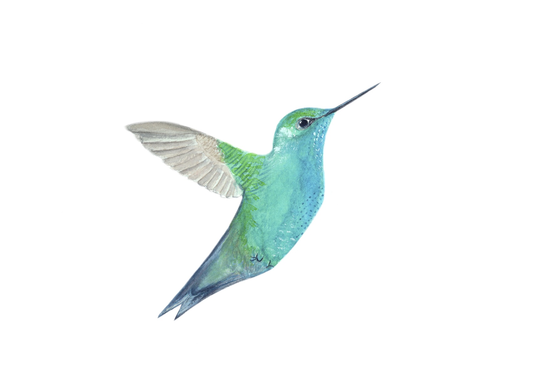 Humming bird