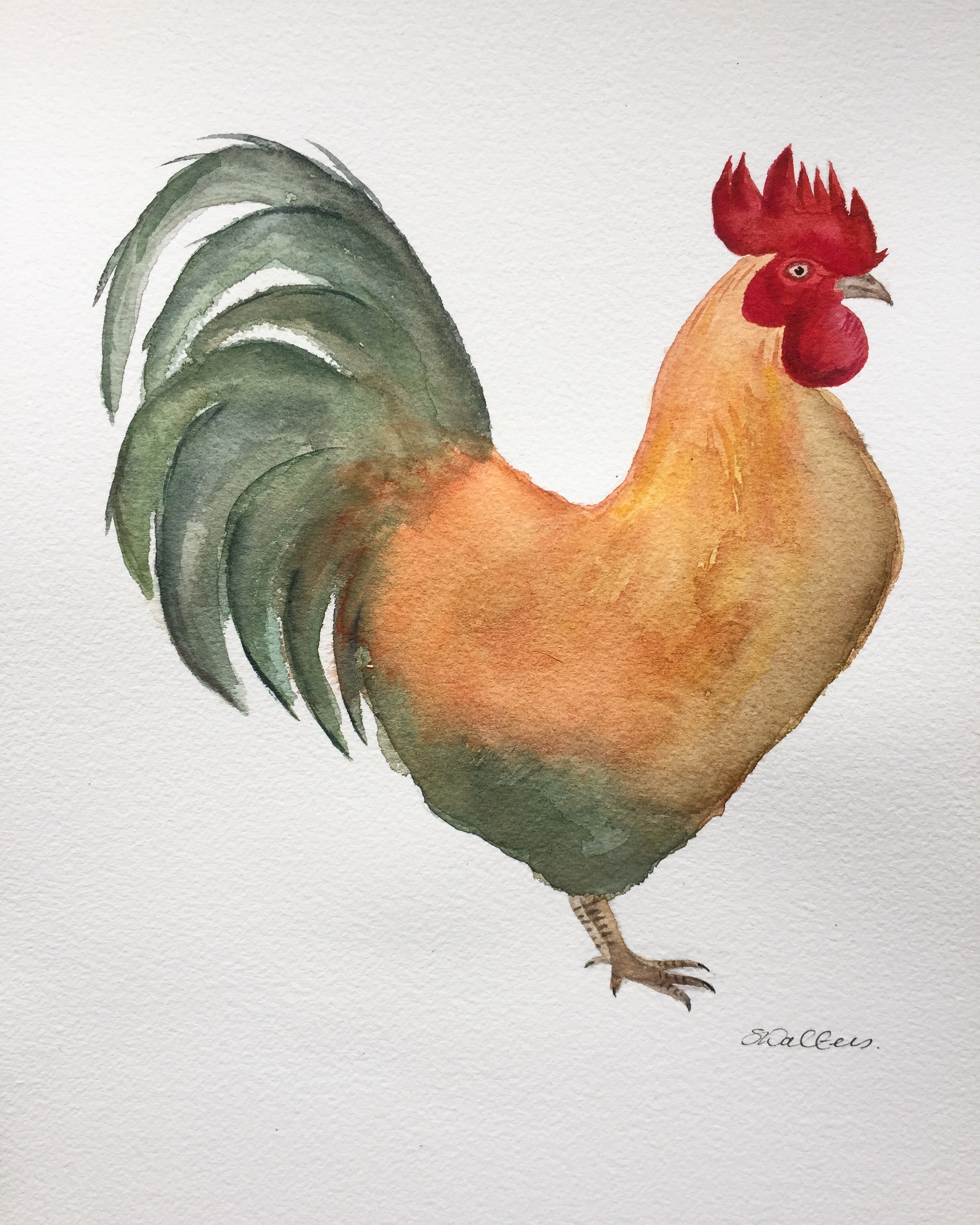 Cockerel