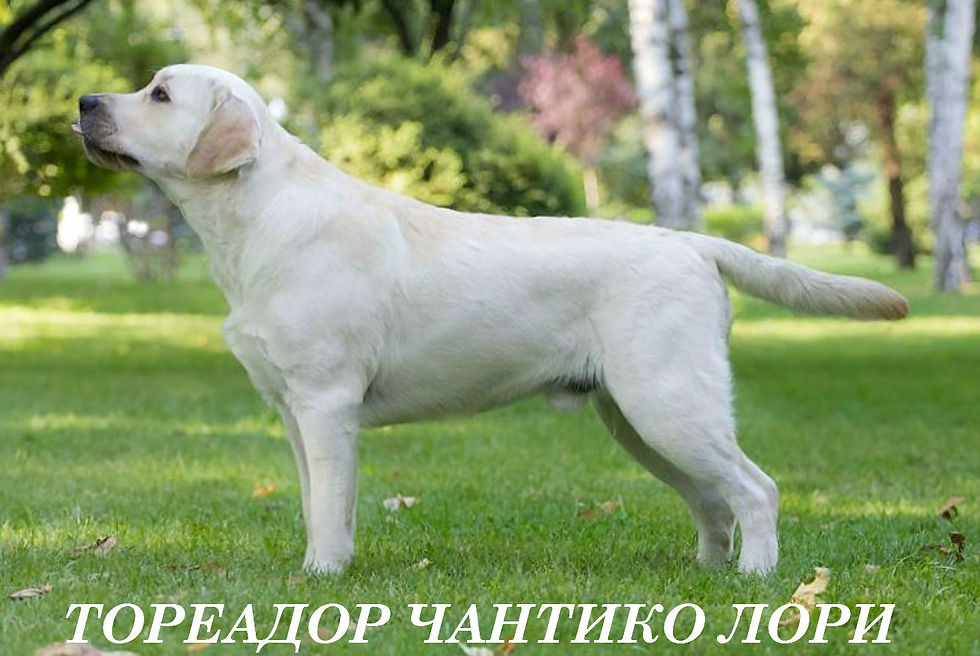 ТОРЕАДОР