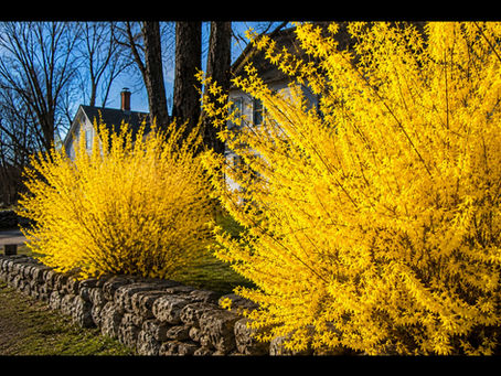 Forsythia