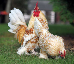 Buff White Millefleur Pair