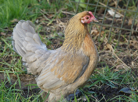 Blue Partridge Female A&J.png
