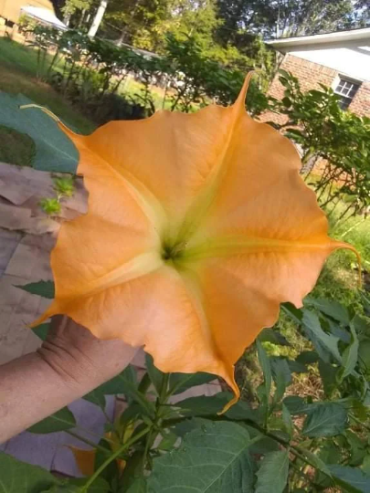 Thumbnail: Gold Angel trumpet Plant (Brugmansia)