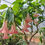 Thumbnail: Peach NOID Brugmansia (Angel Trumpet) PLANT