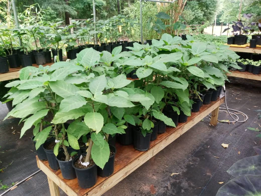 Thumbnail: Pink Angel trumpet Plant (Brugmansia)