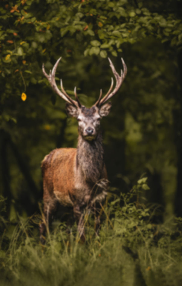 King of the Forest