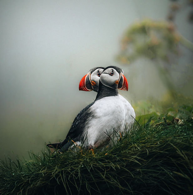 two headed puffin, two puffins standing behind eachother but being curious