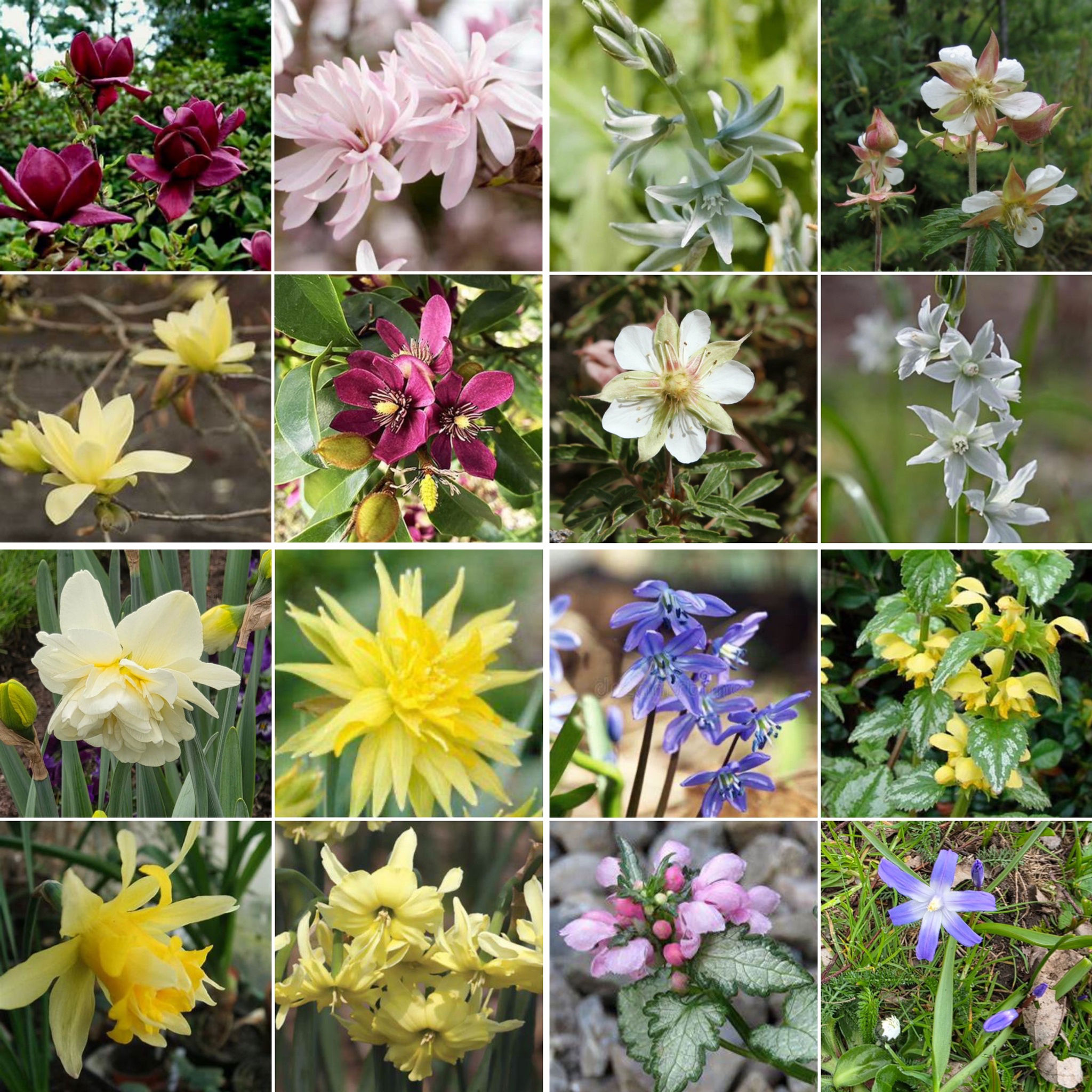 New Online Sessions - Floral Delights for Puddle Jumpers - April and May 