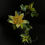 Thumbnail: Tulip Tree and Herb Paris Online Class 