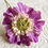 Thumbnail: Scabious Flower-Online Class 