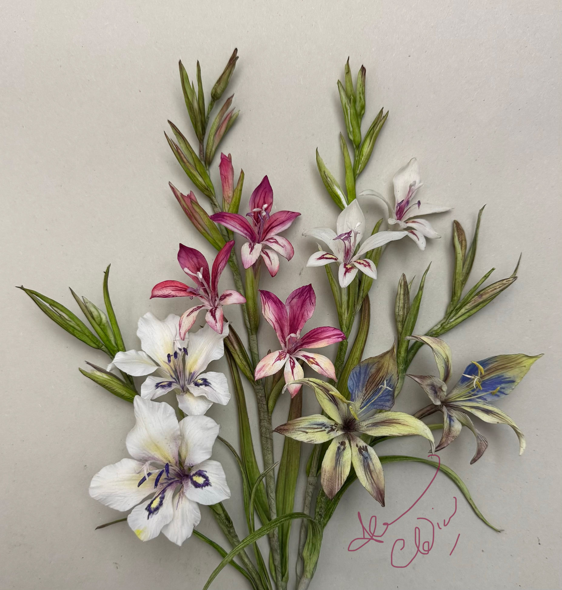 Several Species of Gladioli - Online Class 