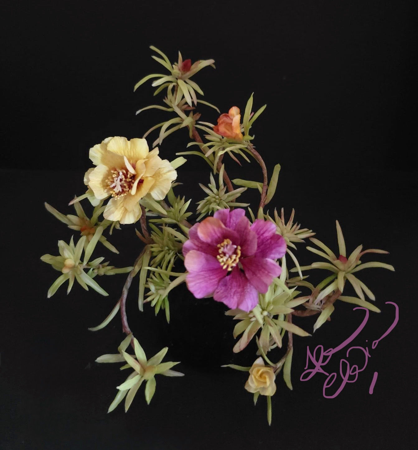 Portulaca Rock Rose - Online Class 