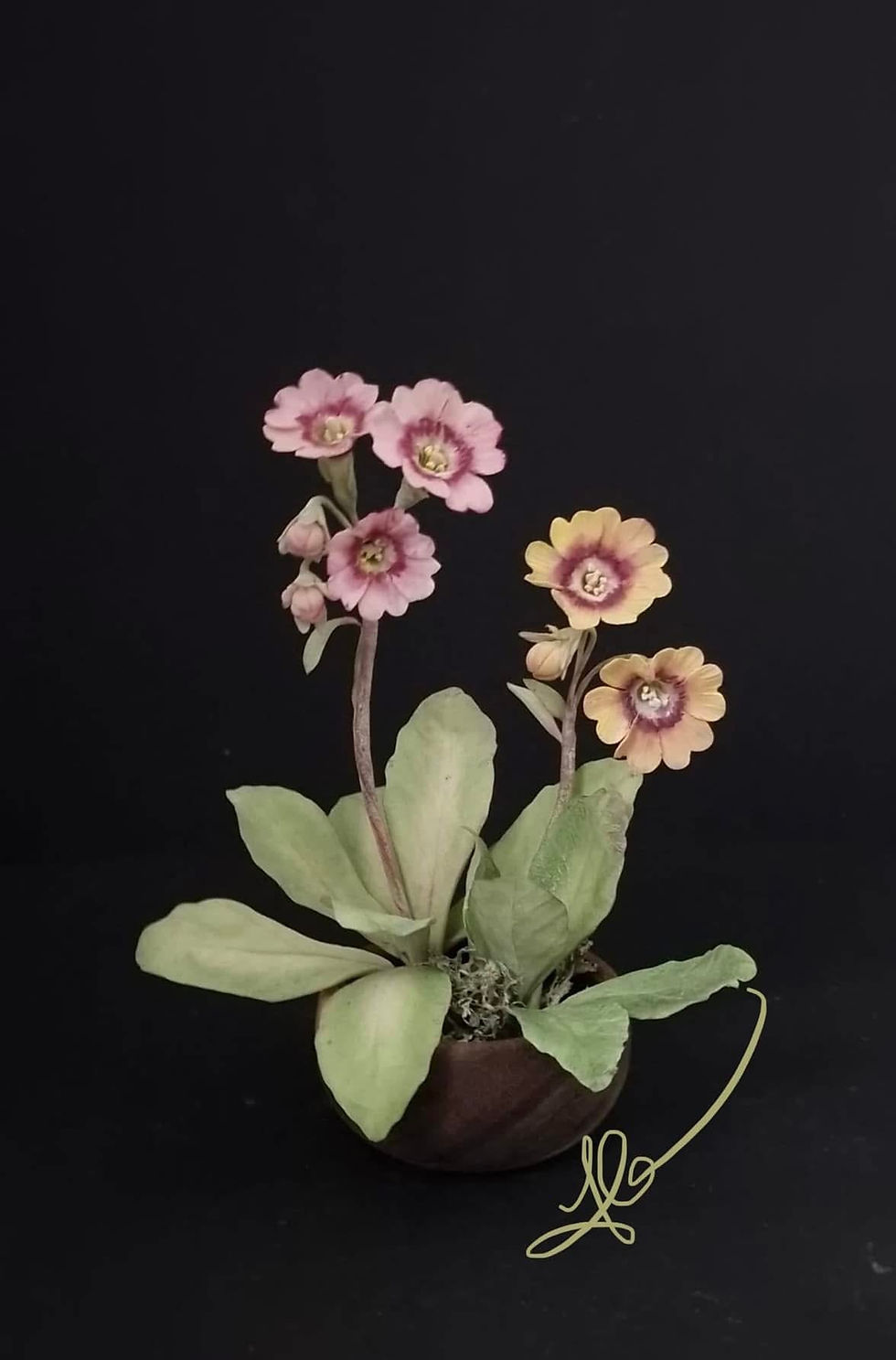 Thumbnail: Two Classes - Double and Single Primula Auricular - Online Class 