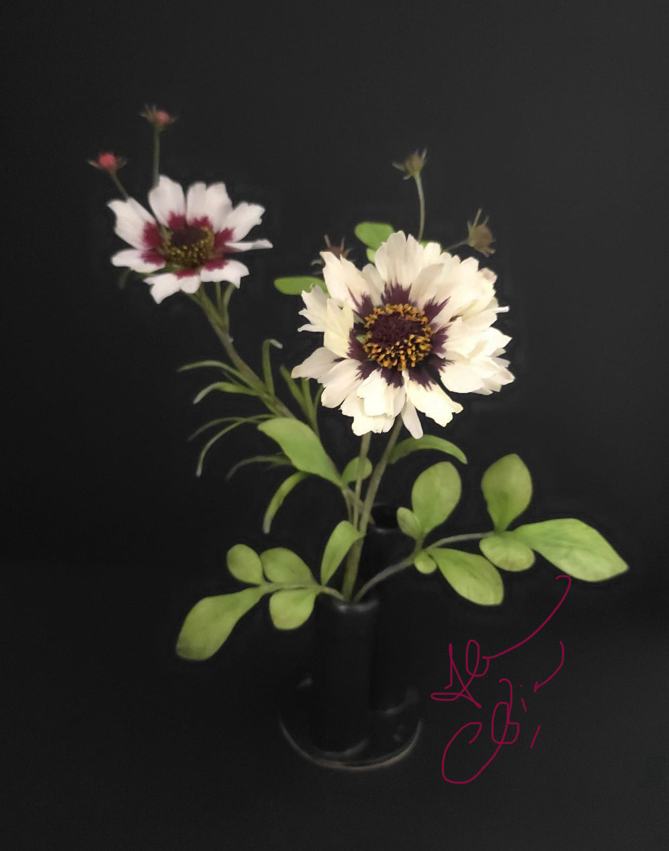 Coreopsis Daisy- two varieties- Online Class 