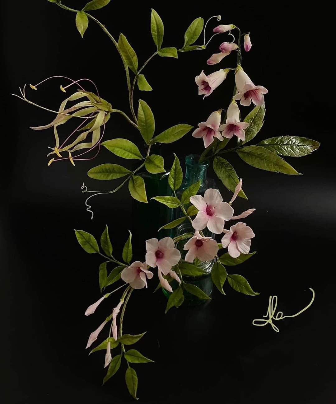 Bower of Beauty, Wonga Wonga Vine, and Cobea Gracillis Flowers Online Class