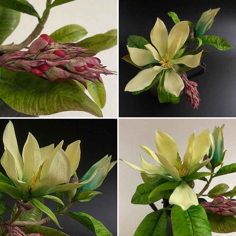 Thumbnail: Three varieties of Magnolia plus Seedpod - Online Class 
