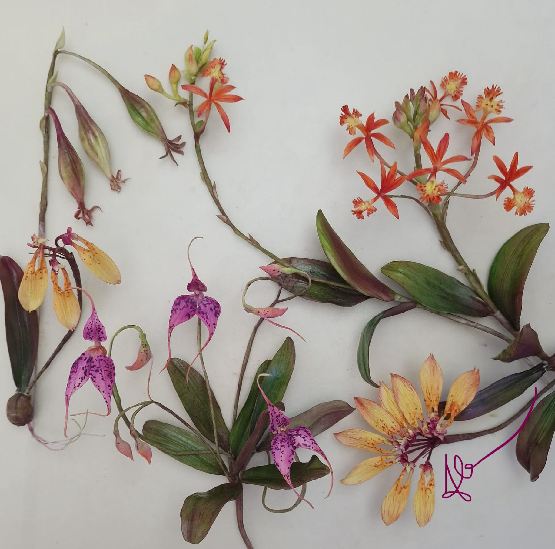 Trio of Orchids - Epidendrum, Masdevallia and Egyptian Palm