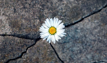 AdobeStock_441422287.jpeg