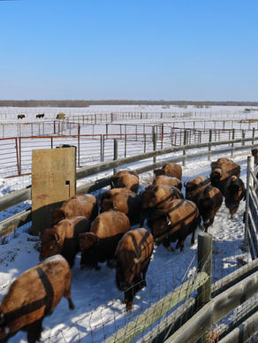 The Pablo-Allard Buffalo Herd and Indigenous-led Conservation