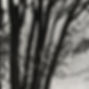 Hans P. Berkhout, Halcyon B.C., 2023. Silver Gelatin Print.