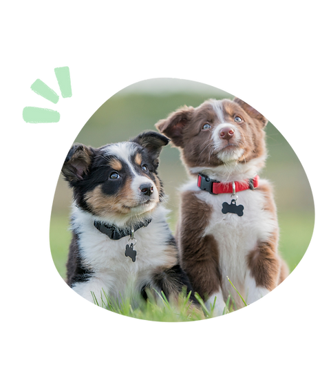 Two Adorable Puppies Doing Puppy Training