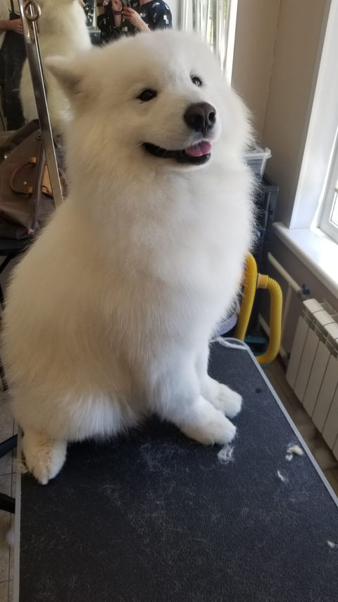 Dog makeover result by Dog Grooming Base Australia