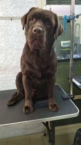 Dog makeover result by Dog Grooming Base Australia