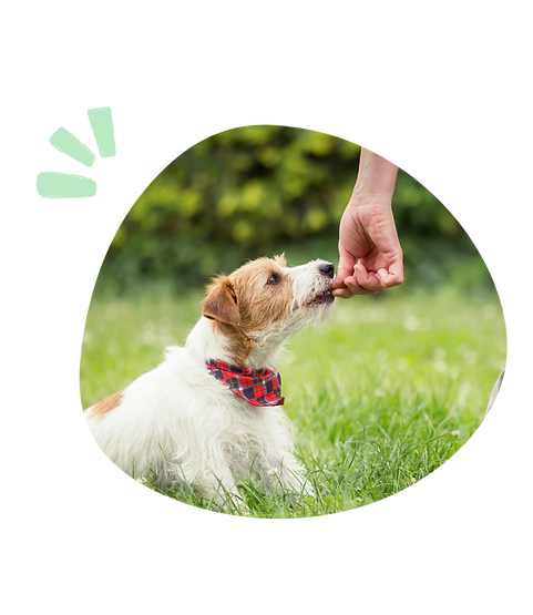 Dog Graphic (16).png