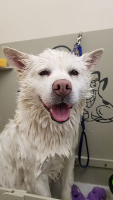 Dog makeover result by Dog Grooming Base Australia