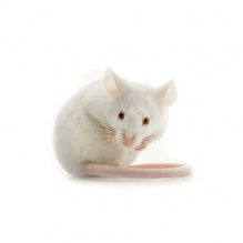 P4 - PROGESTERONE IMPLANTS