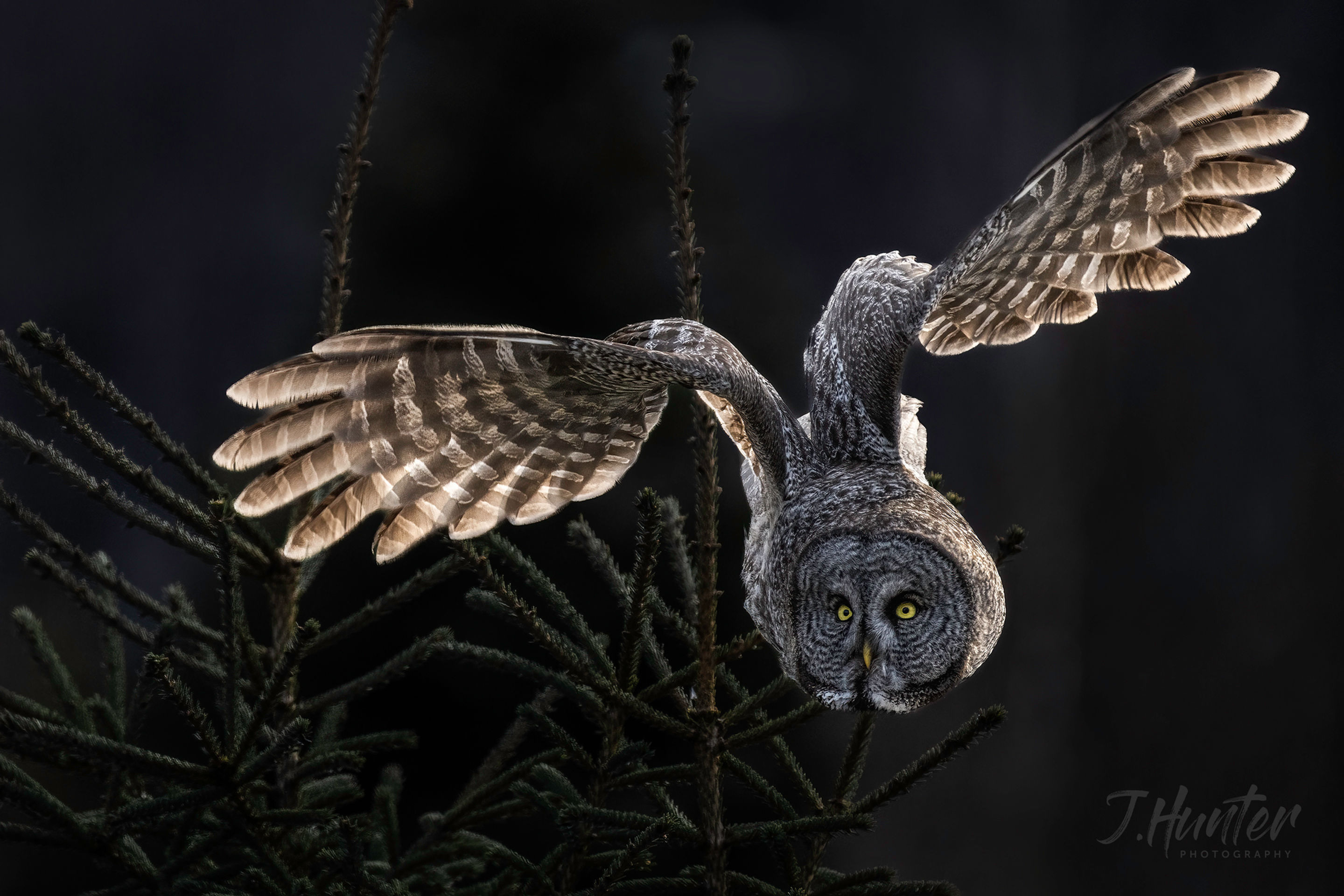 16x24 Limited Edition Print - The Phantom