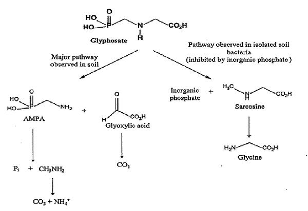 Degradation-pathway-of-glyphosate_APMA.p