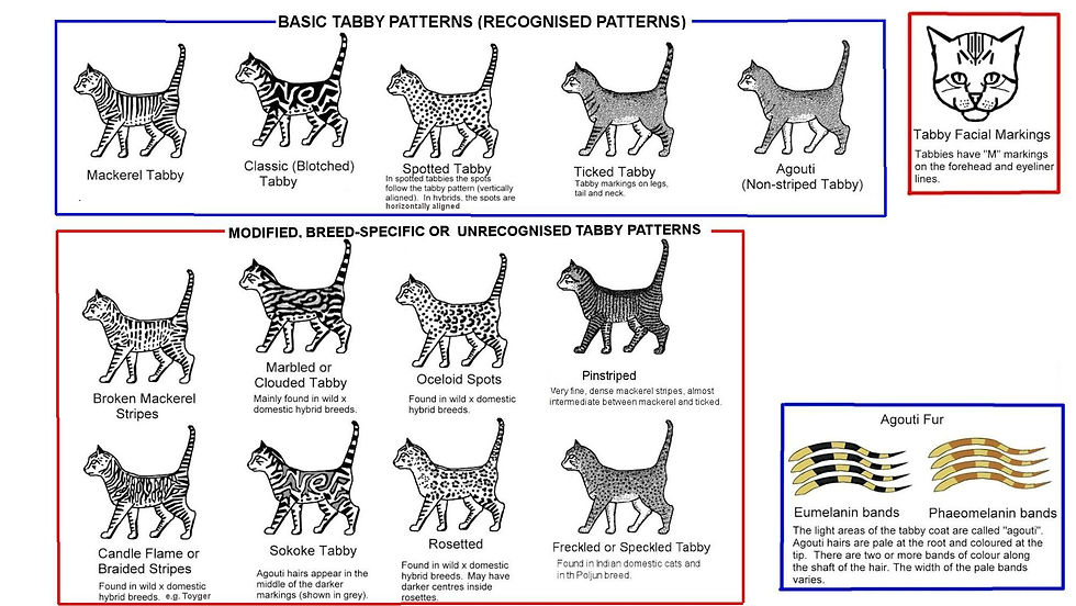 tabby-types.jpg