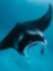 Close-up image of a majestic Manta Ray gliding gracefully through ocean waters, showcasing its distinctive markings and elegant movement