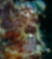 Close-up of an octopus head during a Night Dive in Rasdhoo Atoll, revealing the mesmerizing underwater world in our Night Diving experience