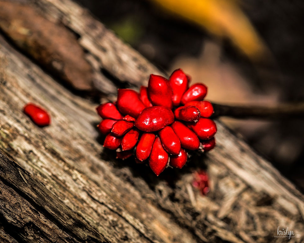 Forest Find