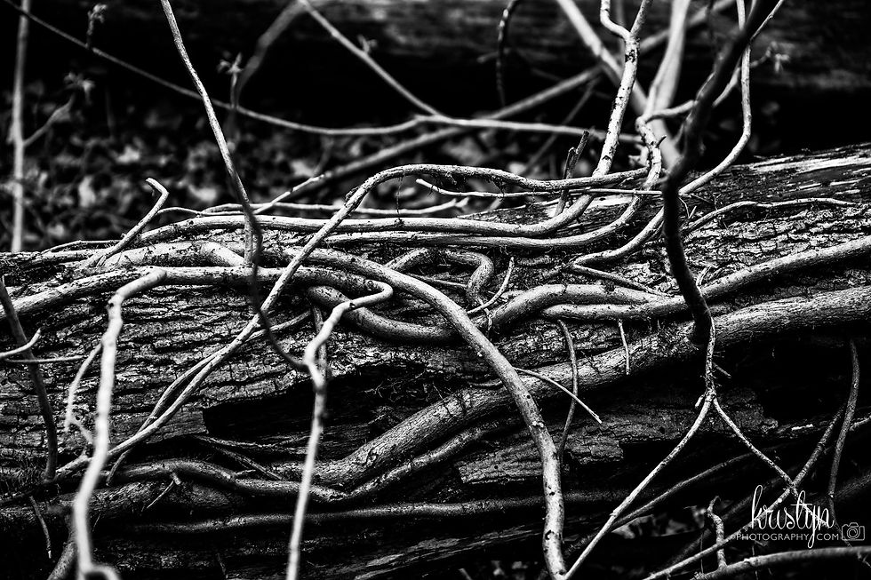 Roots