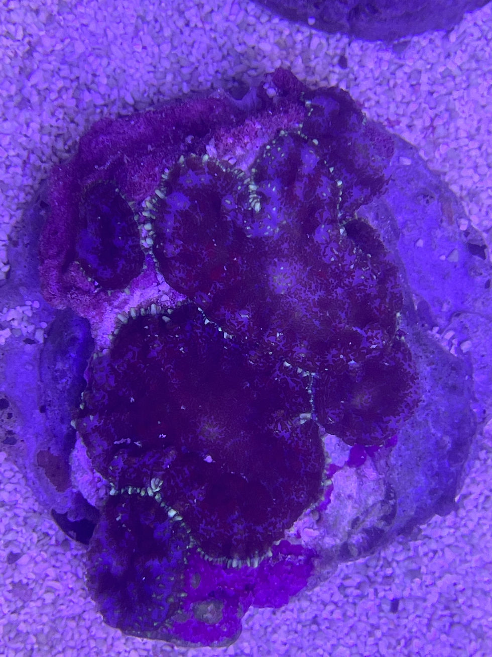 Thumbnail: Mushroom coral colonies 